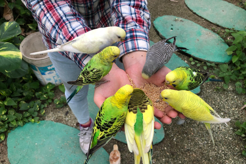 Penang Village Fun: Congkak Game, Local Treat & Petting Zoo