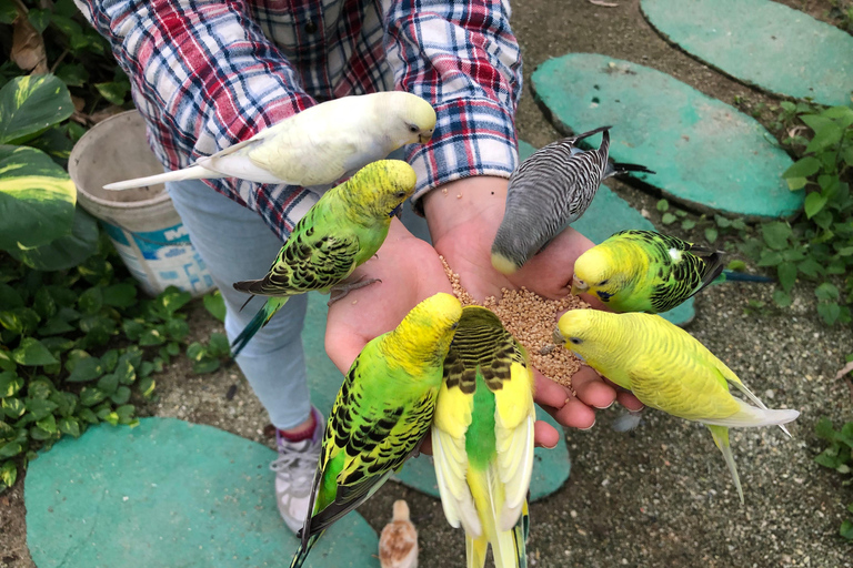 Penang Village Fun: Congkak Game, Local Treat & Petting Zoo