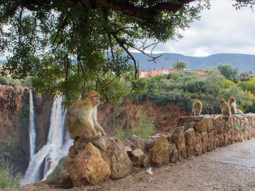 Full Day Trip To Ouzoud Waterfalls From Marrakech. | GetYourGuide