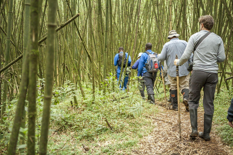 From Kigali: Bisoke Summit Trek, Crater Lake 1 Day Safari