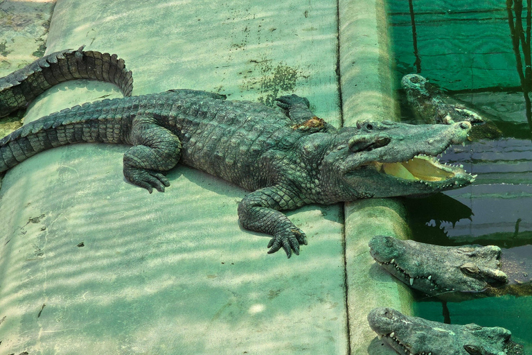 Siem Reap Crocodile Farm Tour With Tuk Tuk Transfer