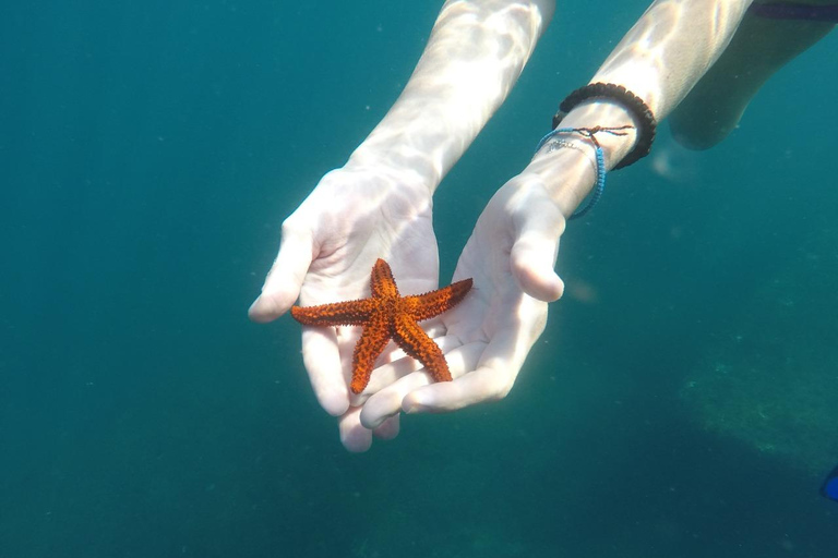 Rio: Schnorcheln & Schwimmen mit Schildkröten Tour auf den Tijuca Inseln3 Stunden Schnorcheln und Schwimmen mit Schildkröten Tour auf den Tijuca Inseln