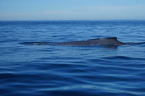 Puerto Vallarta : Observation des baleines avec guide