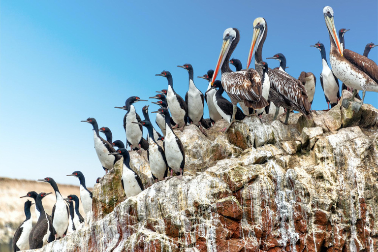 Da Lima: tour guidato di 1 giorno di Paracas e dell&#039;Oasi di HuacachinaOpzione Tour 2