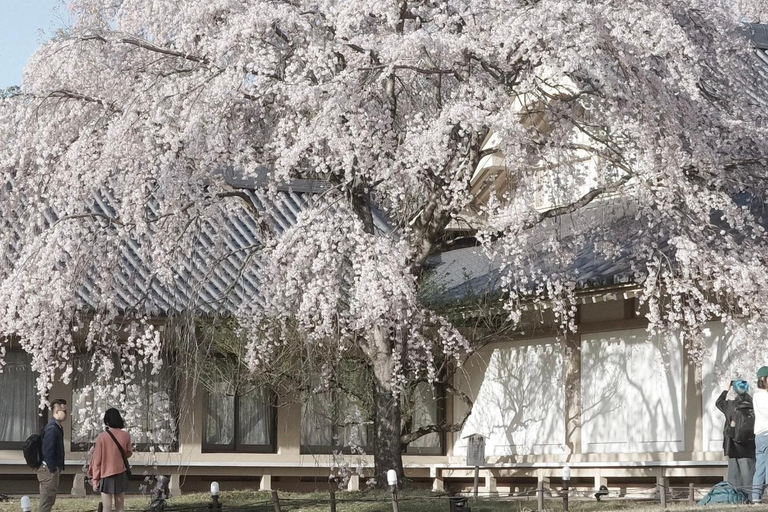 Kyoto Spring Cherry Blossom Day Tour Boat experience option