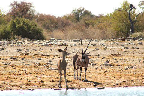 Windhoek: 3-Day Guided Safari in Etosha with Lodge