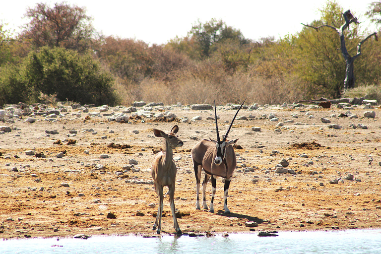 Windhoek: 3-Day Guided Safari in Etosha with Lodge