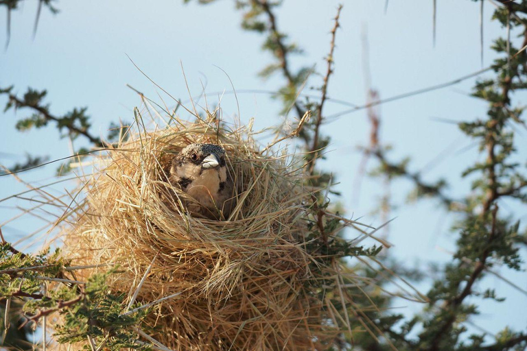 3 Days, 2 nights safari to Samburu National Reserve 3 Days private safari in a 4x4 Landcruiser jeep