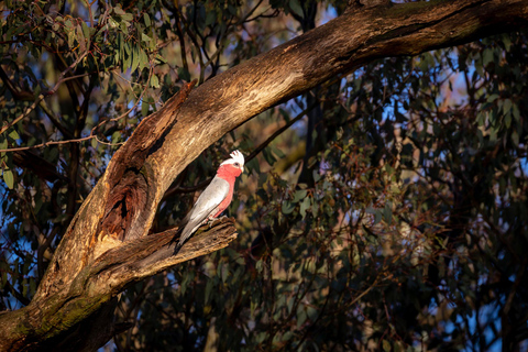 Intimate Blue Mountains Wild Kangaroos, Wilderness & Sunset