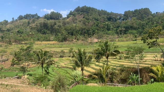 Yogyakarta : Selogriyo Temple Rice Terrace and Cycling Tour