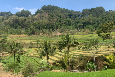 Yogyakarta : Jeep Merapi &amp; Selo Griyo Rizières en terrasses javanaises