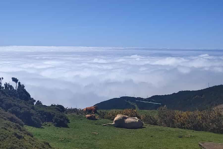 Privater Minibus mit 8 Plätzen. Foto: GetYourGuide Privater Minibus mit 8 Plätzen. Foto: GetYourGuide