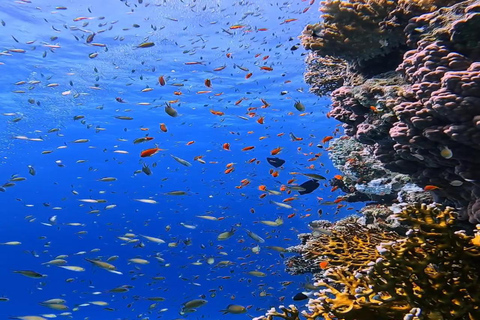 Taucherlebnis in Side oder AlanyaAus Alanya