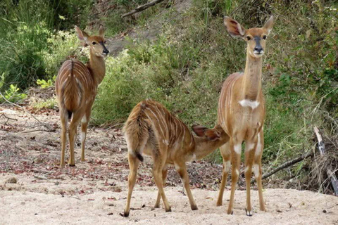 Zambia and Botswana: 5-Day Safari