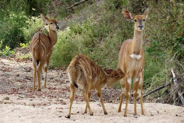 Zambia and Botswana: 5-Day Safari