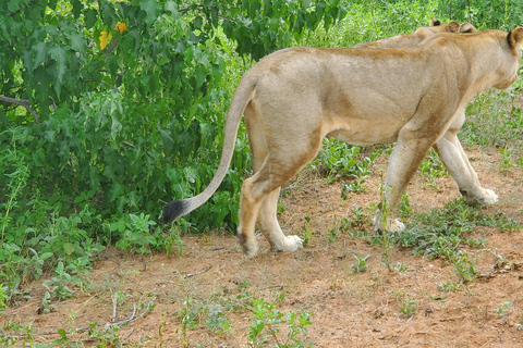 From Livingstone: Chobe National Park safari & Cruise