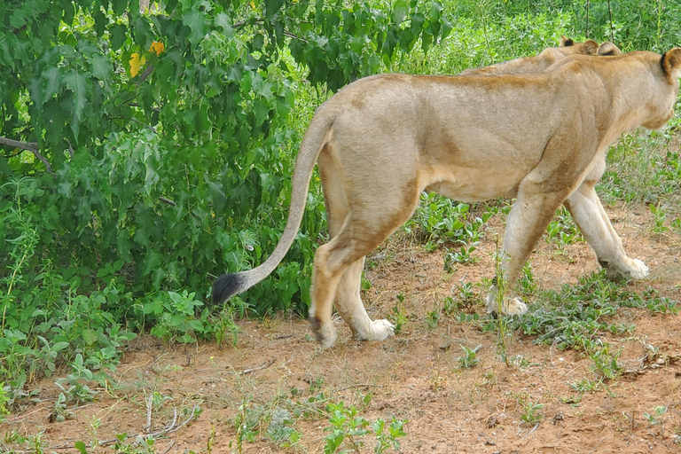 From Livingstone: Chobe National Park safari & Cruise