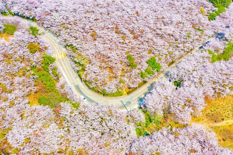 Busan : Sky Capsule ou visite printanière des cerisiers en fleurs de GyeongjuVisite printanière de Busan en Sky Capsule, rendez-vous à la station Seomyeon