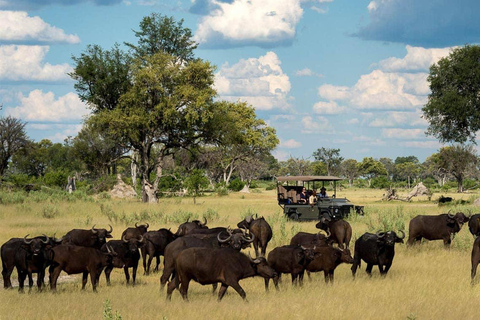 Chobe National Park Day Trip from Victoria Falls with Lunch