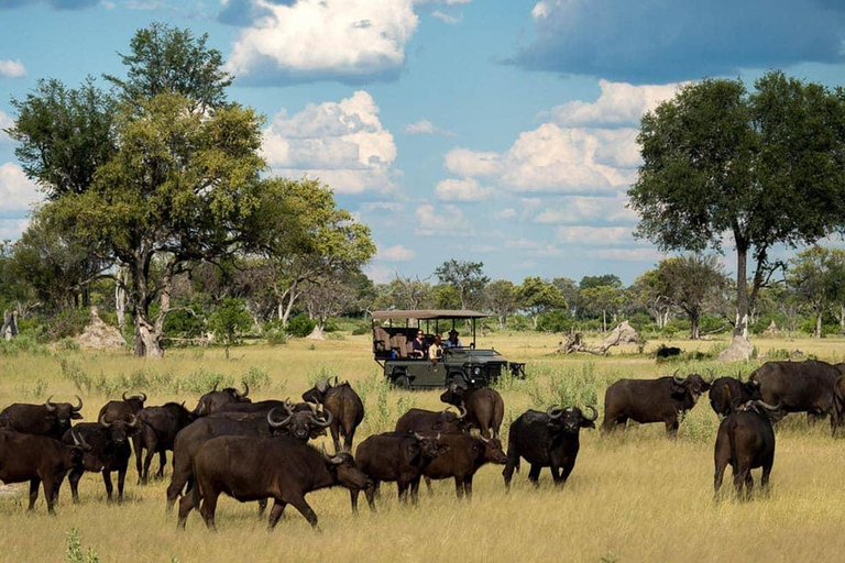 Chobe National Park Day Trip from Victoria Falls with Lunch