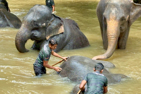 From Kuala Lumpur: Kuala Gandah Elephant Sanctuary Day Trip Shared Tour at Meeting Point Options