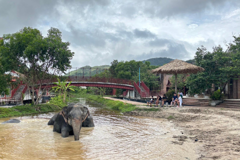Phuket: Reserva de elefantes Freedom - Paseo por la naturaleza etéreaPhuket: Tour por la reserva natural Freedom Elephant Reserve con paseo y alimentación de elefantes
