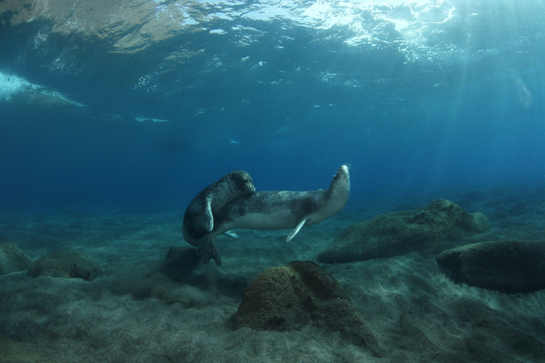 من فونشال: جولة إرشادية إلى جزر ديزرتاس
