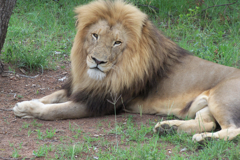 Guided Lion Walk + Predator Tour + Cheetah Demonstration