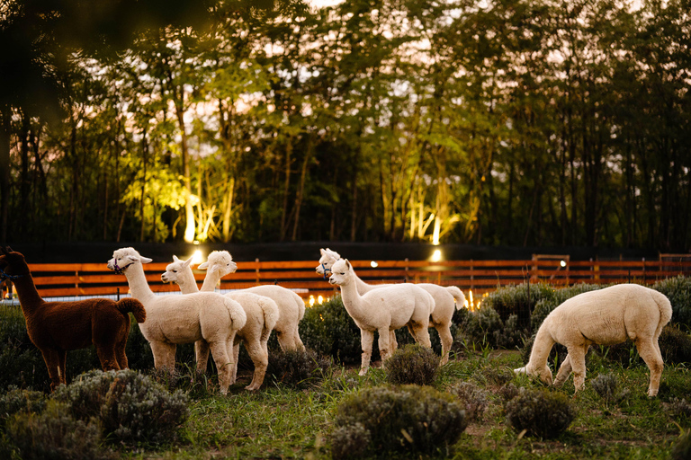 Branesti: Actividades con alpacas en el Retiro de la Tribu de las Alpacas