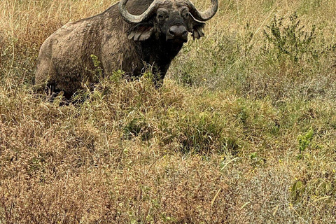 Nairobi National Park: Early Morning or afternoon adventure Early morning game drive in a Landcruiser JEEP