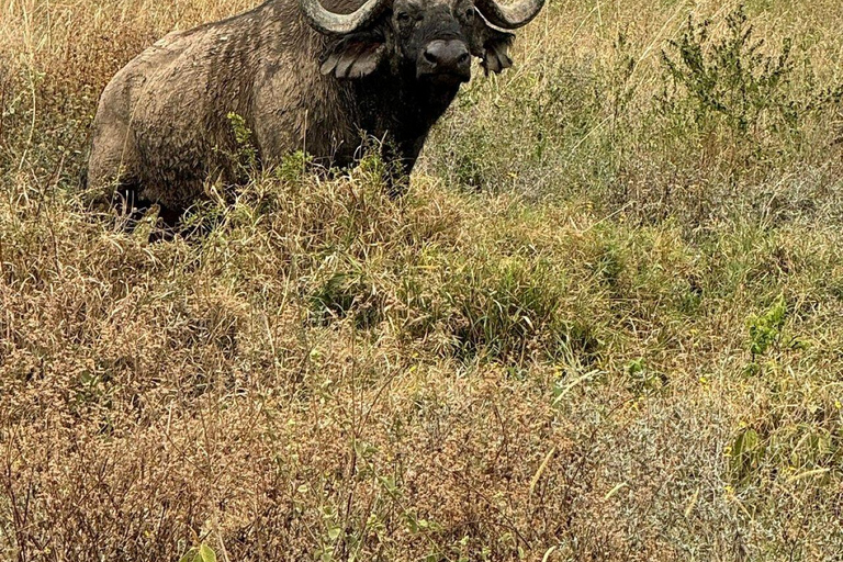 Nairobi National Park: Early Morning or afternoon adventure Early morning game drive in a Landcruiser JEEP
