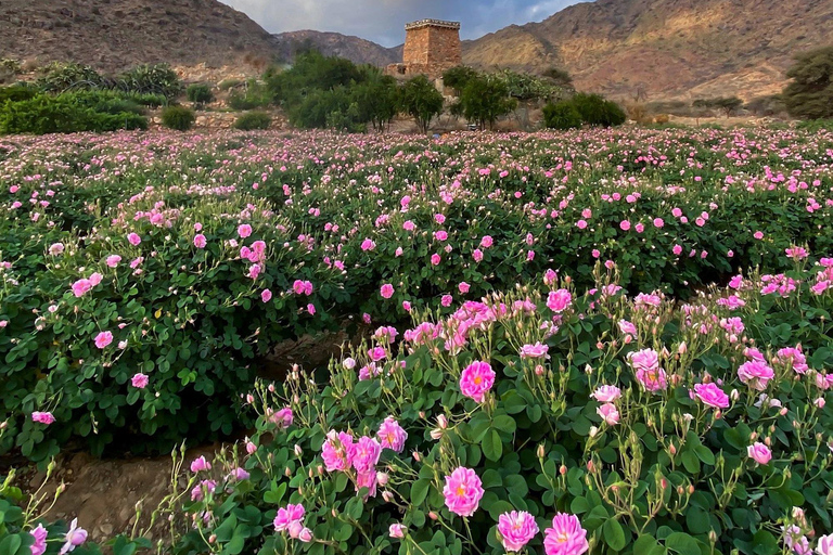 Vanuit Jeddah: Taif Hoogtepunten &amp; Bergen Tour met lokale gidsTaif tour vanuit Jeddah &amp; Makkah - privé auto met lokale gids.