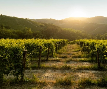 Monforte d'Alba: Barolo proeverij, wijngaard & kelderbezoek