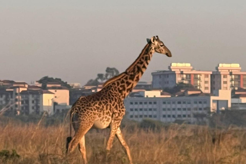 Halvdagsutflykt till Nairobis nationalpark med upphämtning från hotell