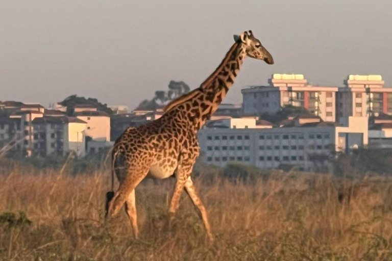 Halvdagsutflykt till Nairobis nationalpark med upphämtning från hotell