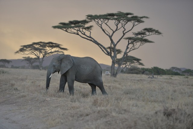 Visit 2 Days Safari in Nairobi, Kenya