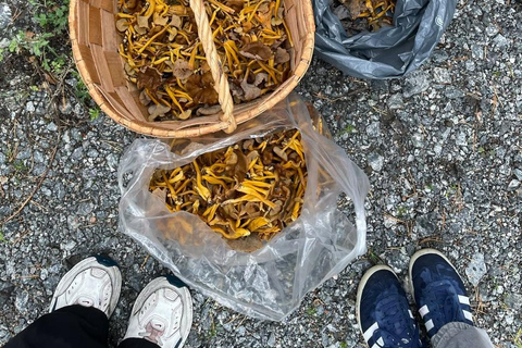 Helsinki: Foraging Tour and Cooking Class with Dinner