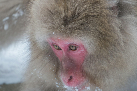 Tokyo: Nagano, Snow Monkeys and Zenko-ji Temple Private Tour