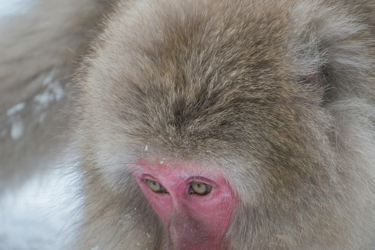 Tokyo: Nagano, Snow Monkeys and Zenko-ji Temple Private Tour