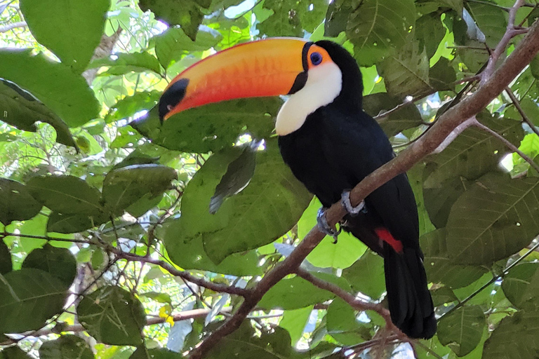 Iguassu Waterfalls Private Day Tour: Both sides, same day!