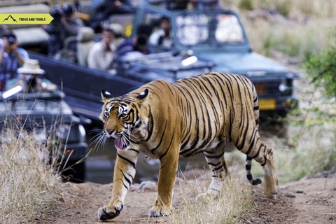 From Delhi: Private Golden Triangle with Ranthambhore Safari MTA027/02 - Private Tour With Transport + Guide + Safari