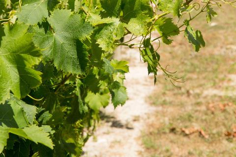 Alicante: Nature & Culture, Guadalest, Waterfalls & Wine
