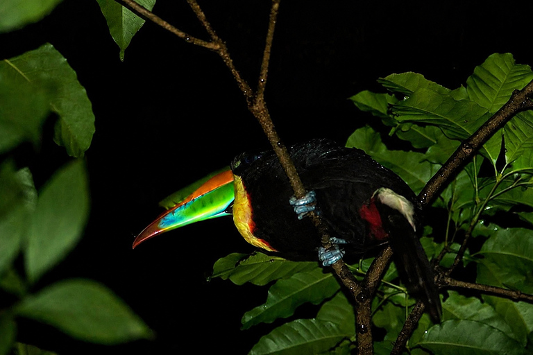 Monteverde: Night Walk with Optic Gear & Sunset Start