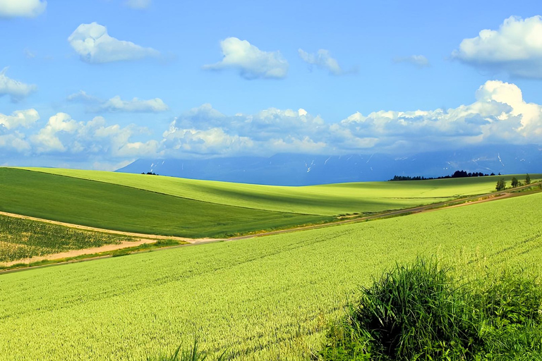 Hokkaido Summer Day Trip: Patchwork Road&Shikisai no Okas Depart from Sapporo Tokyu REI Hotel (without lunch)