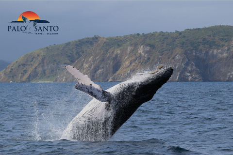 Puerto Lopez: Isla de la Plata: The Magic of the Mini Galapagos Waiting for You