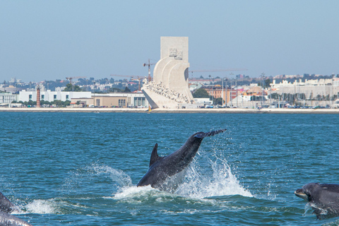 Lisbon: Dolphin Watching Boat Tour