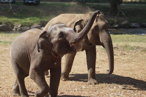 Chiang Mai: Ethical Elephant Experience - Transfer Options A : Meeting Point Feeding, Walk with Elephants (No Transfer)