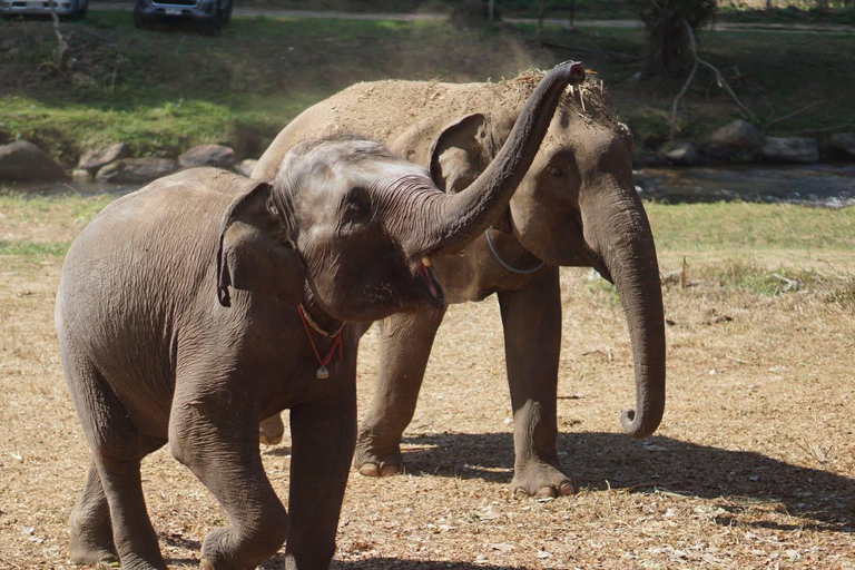 Chiang Mai: Ethical Elephant Experience - Transfer Options A : Meeting Point Feeding, Walk with Elephants (No Transfer)
