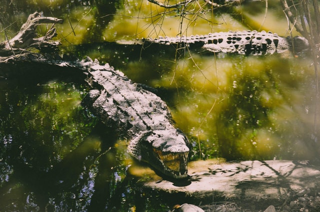 From Ella : Udawalawe & YALA Safaris with Breakfast & Lunch