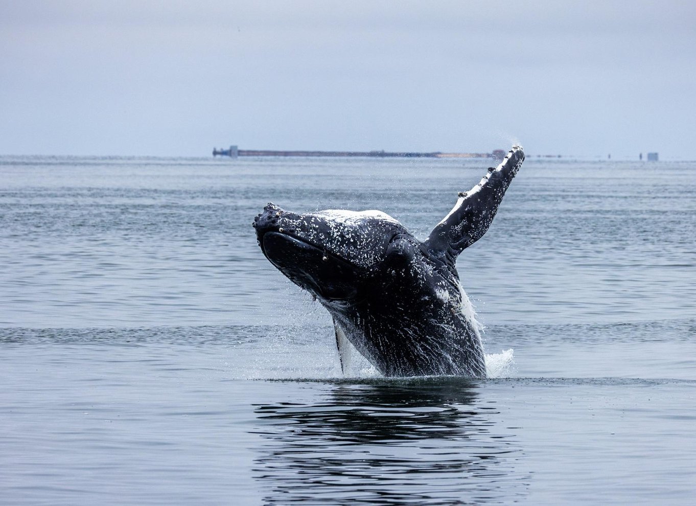 Walvis Bay: Marine Big 5 luksus katamaran tur